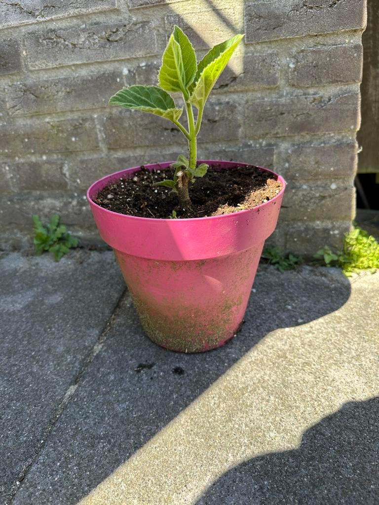 Stek Anna Paulownaboom, Overige soorten, Lente, Minder dan 100 cm, Ophalen