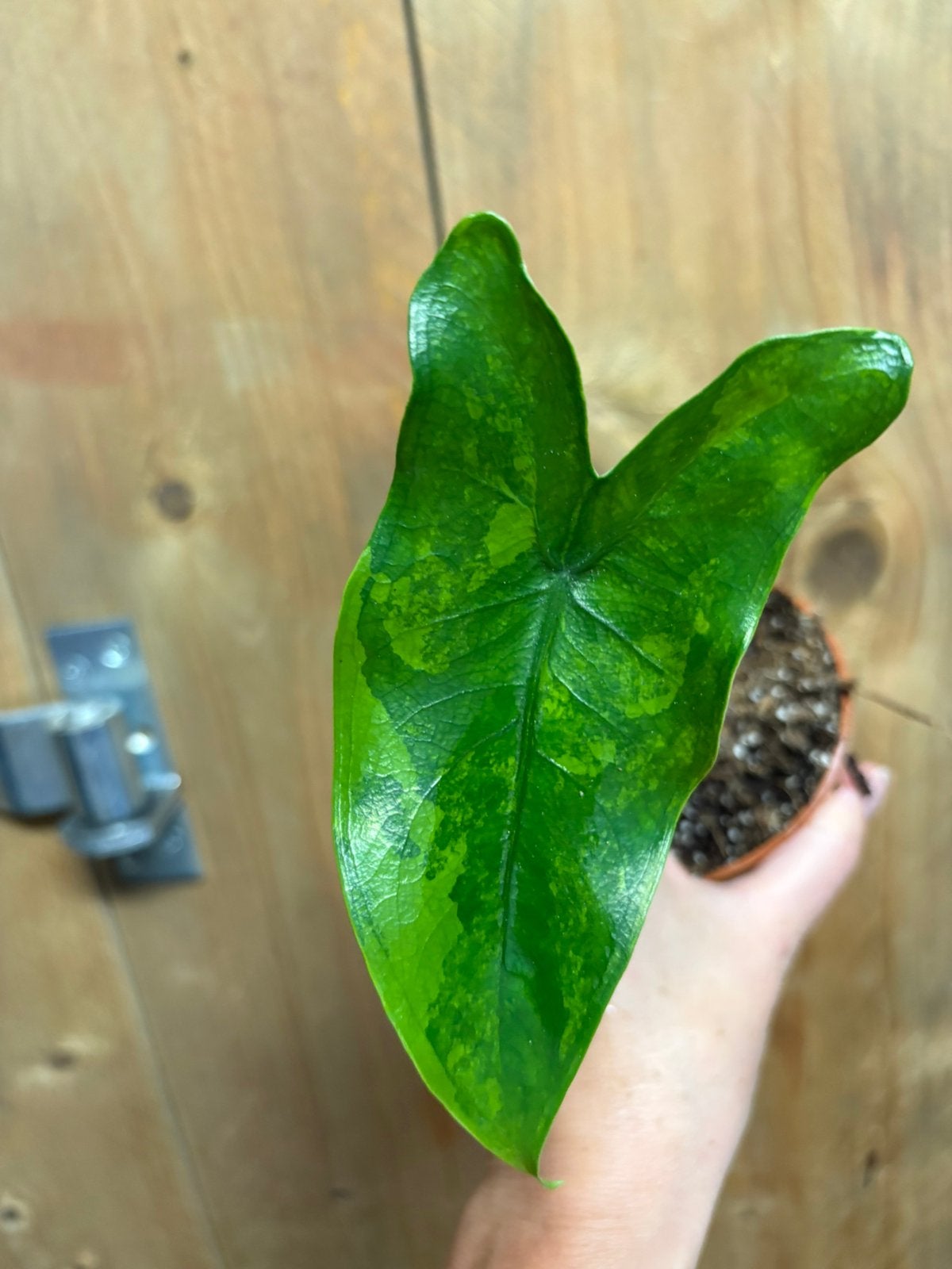 Alocasia tigrina superba variegata plant gog green marble, Ophalen of Verzenden, Halfschaduw, Minder dan 100 cm