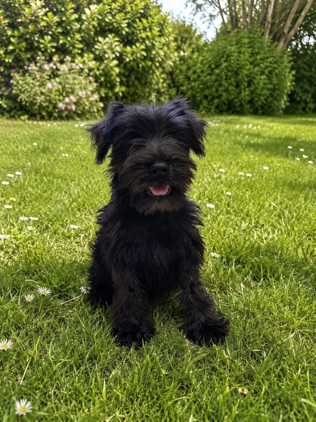 Dwergschnauzer pups, Dieren en Toebehoren, Honden | Bulldogs, Pinschers en Molossers, Overige rassen, 8 tot 15 weken, Parvo, Meerdere