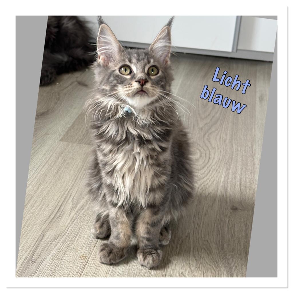 Mooie Maine Coon kittens tekoop, Dieren en Toebehoren, Katten en Kittens | Raskatten | Langhaar, Meerdere dieren, Gechipt, 0 tot 2 jaar