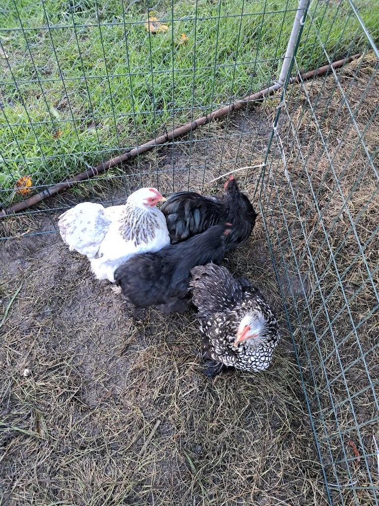 cochin kriel, Dieren en Toebehoren, Meerdere dieren, Kip