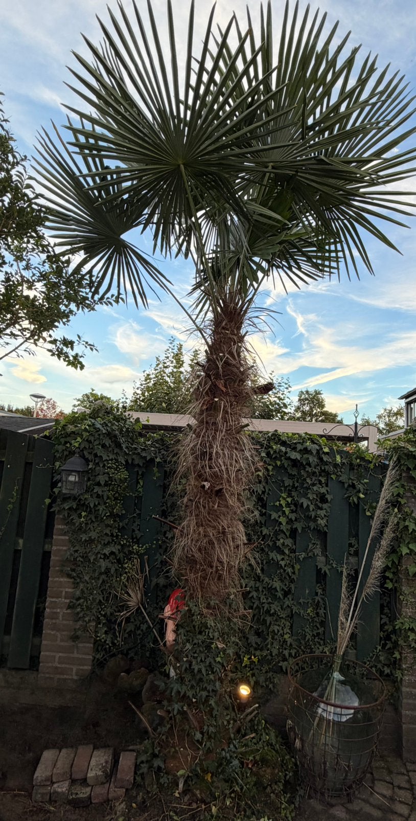 Palm, gratis afhalen, Ophalen