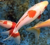 Wakin Goudvis Mix Ca. 7/10 cm - Koidream Valburg, Goudvis(sen)