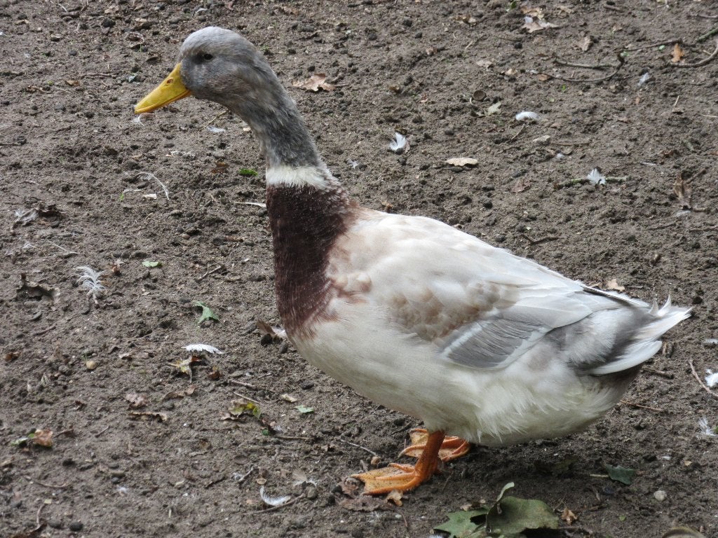 saksische loopeend, Dieren en Toebehoren, Mannelijk, Eend