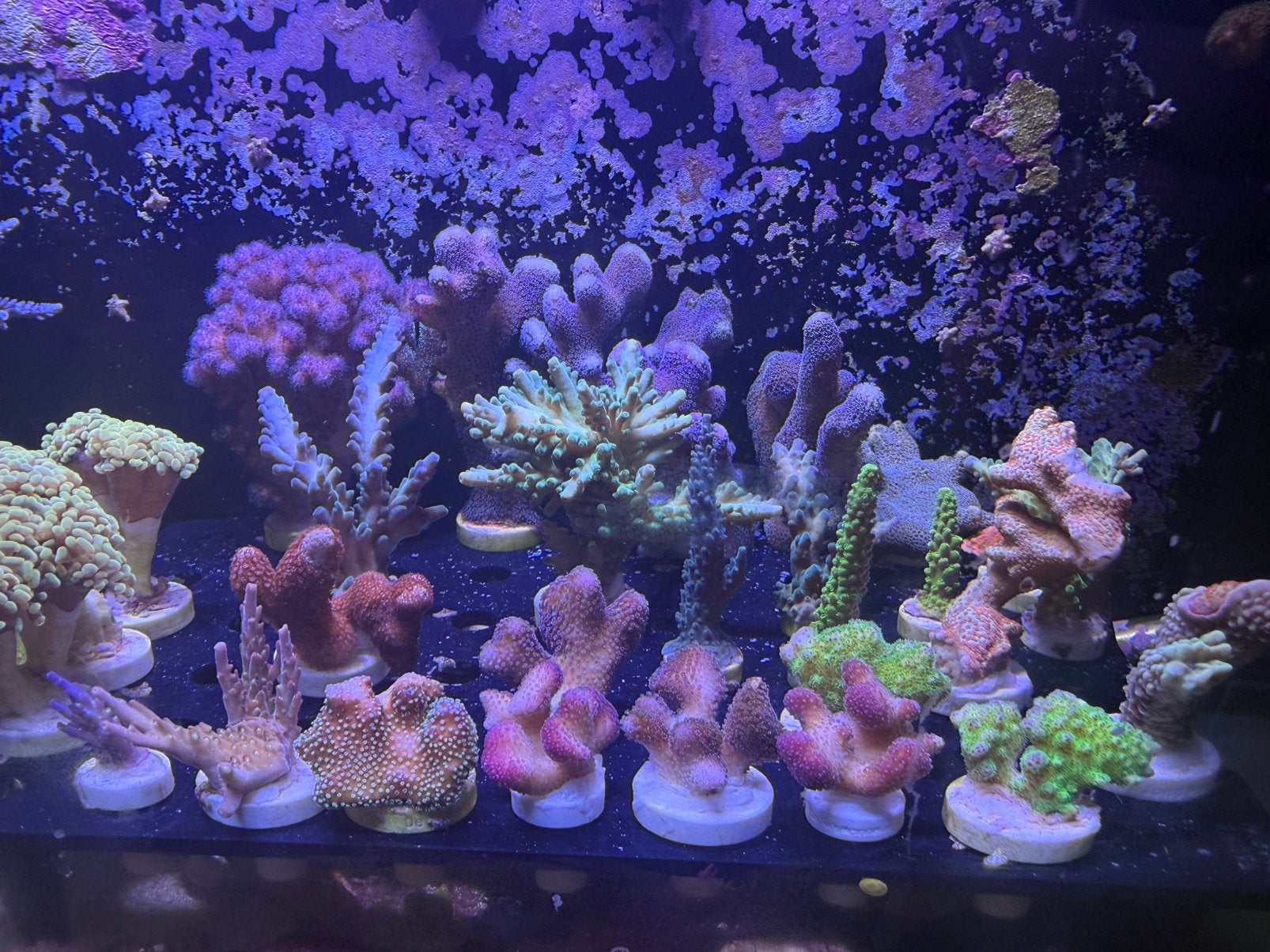 SPS en LPS koraal stekjes, Ophalen of Verzenden, Zo goed als nieuw, Leeg aquarium