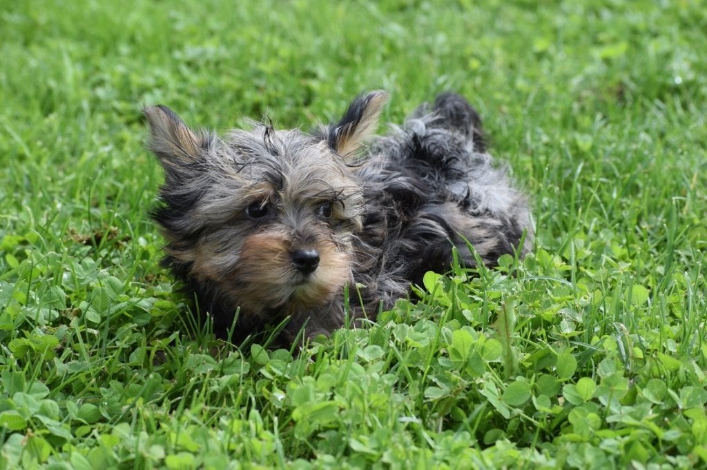 Yorkshire terrier pups nieuw nestje, Dieren en Toebehoren, Honden | Jack Russells en Terriërs, Yorkshire Terriër, Nederland, 8 tot 15 weken