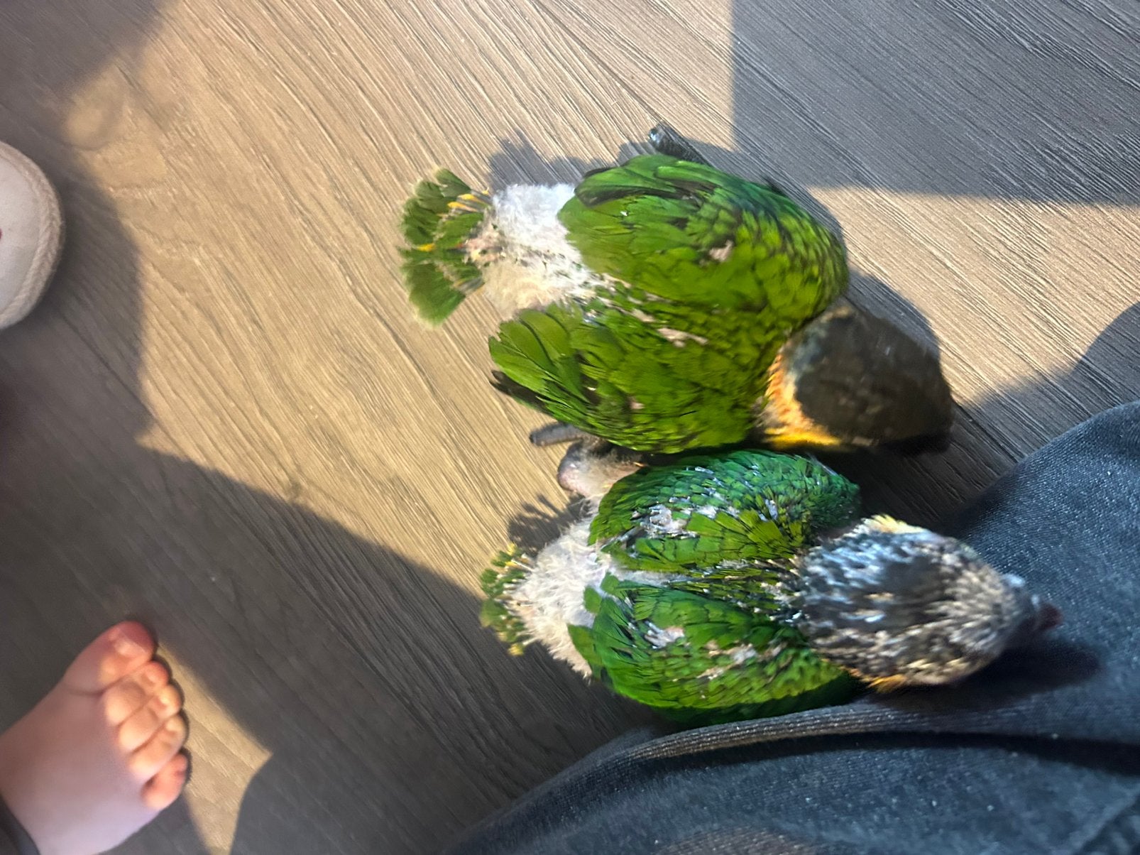 Zwartkop Caiques 2 stuks., Dieren en Toebehoren, Vogels | Parkieten en Papegaaien, Papegaai, Tam