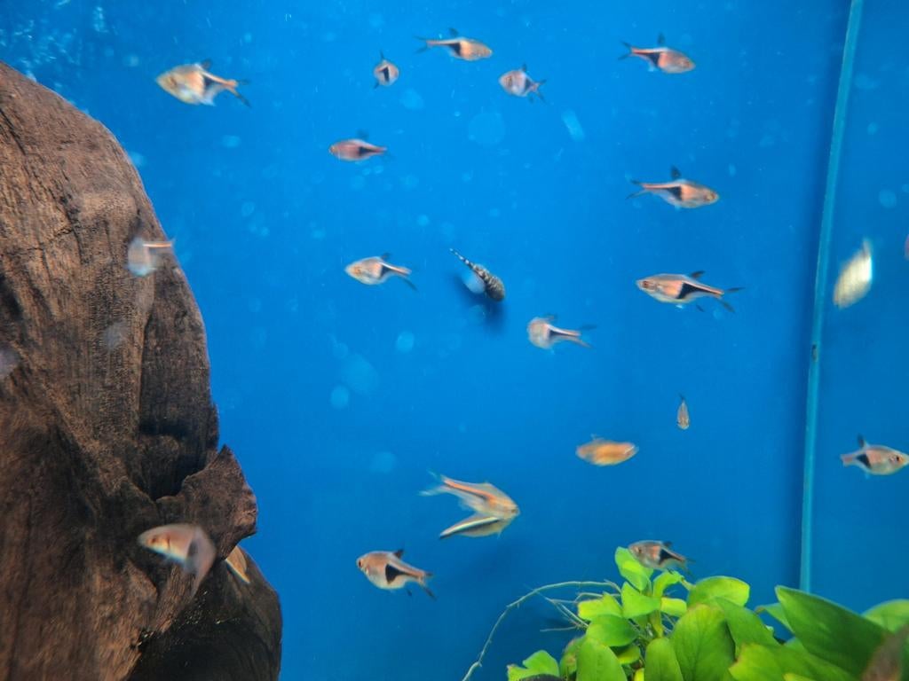 Kegelvlek barbeel trigonostigma heteromorpha aquarium vissen, Vis