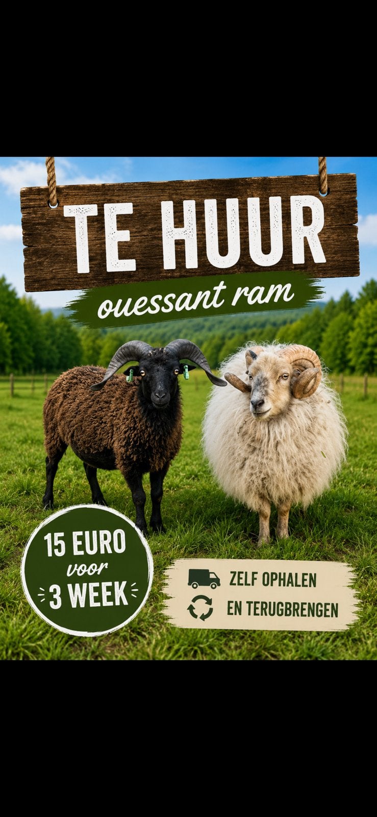 Quessant ram Te Huur, Dieren en Toebehoren, Meerdere dieren, Schaap