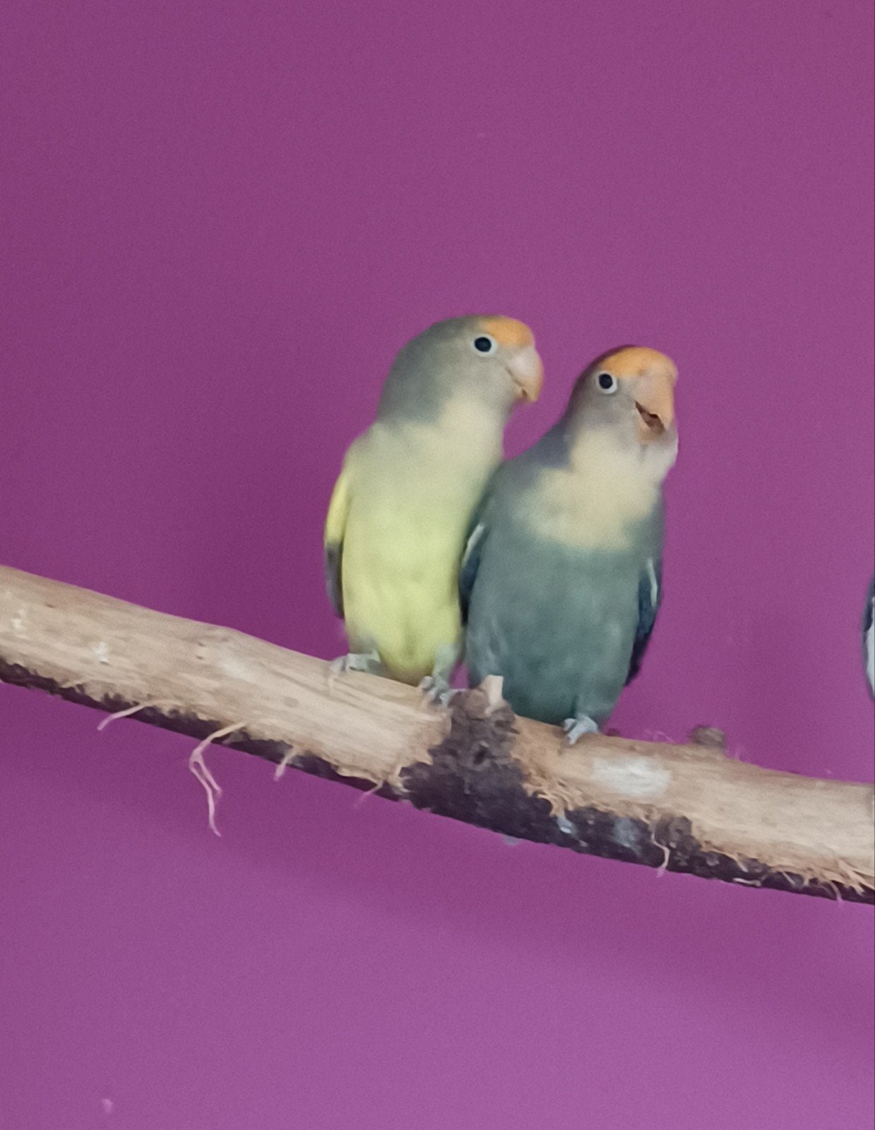 2 lieve broertjes agapornissen van 1,5 jaar oud, Dieren en Toebehoren, Mannelijk