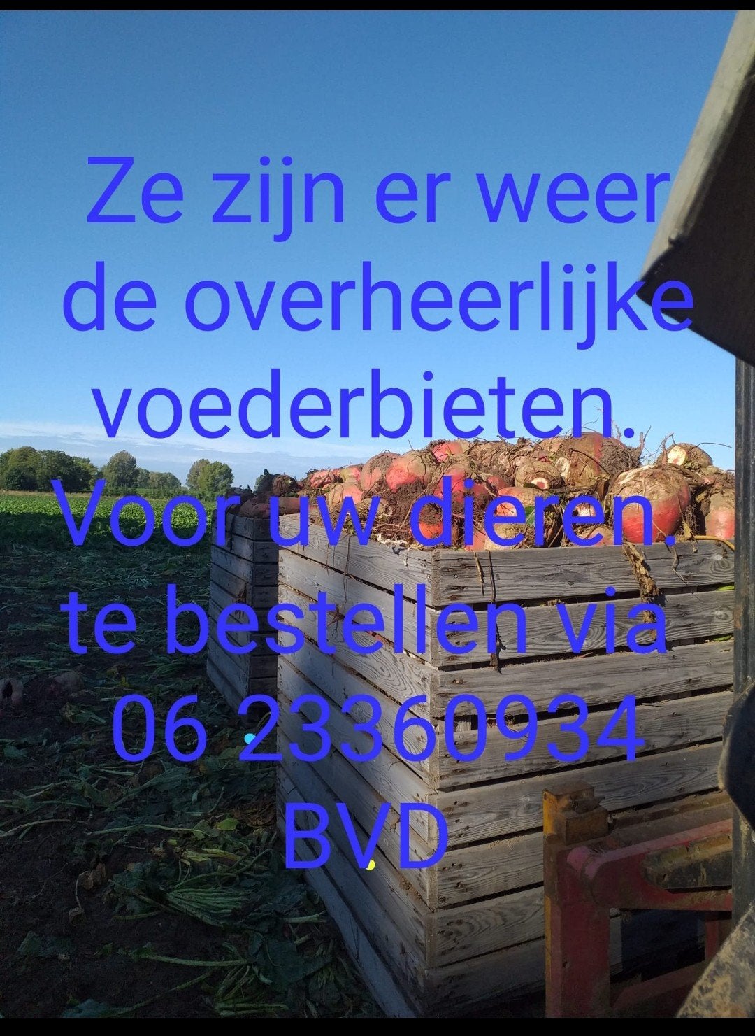 voederbieten hand gerooid paard pony hert ree schaap koe, Dieren en Toebehoren, Ophalen of Verzenden