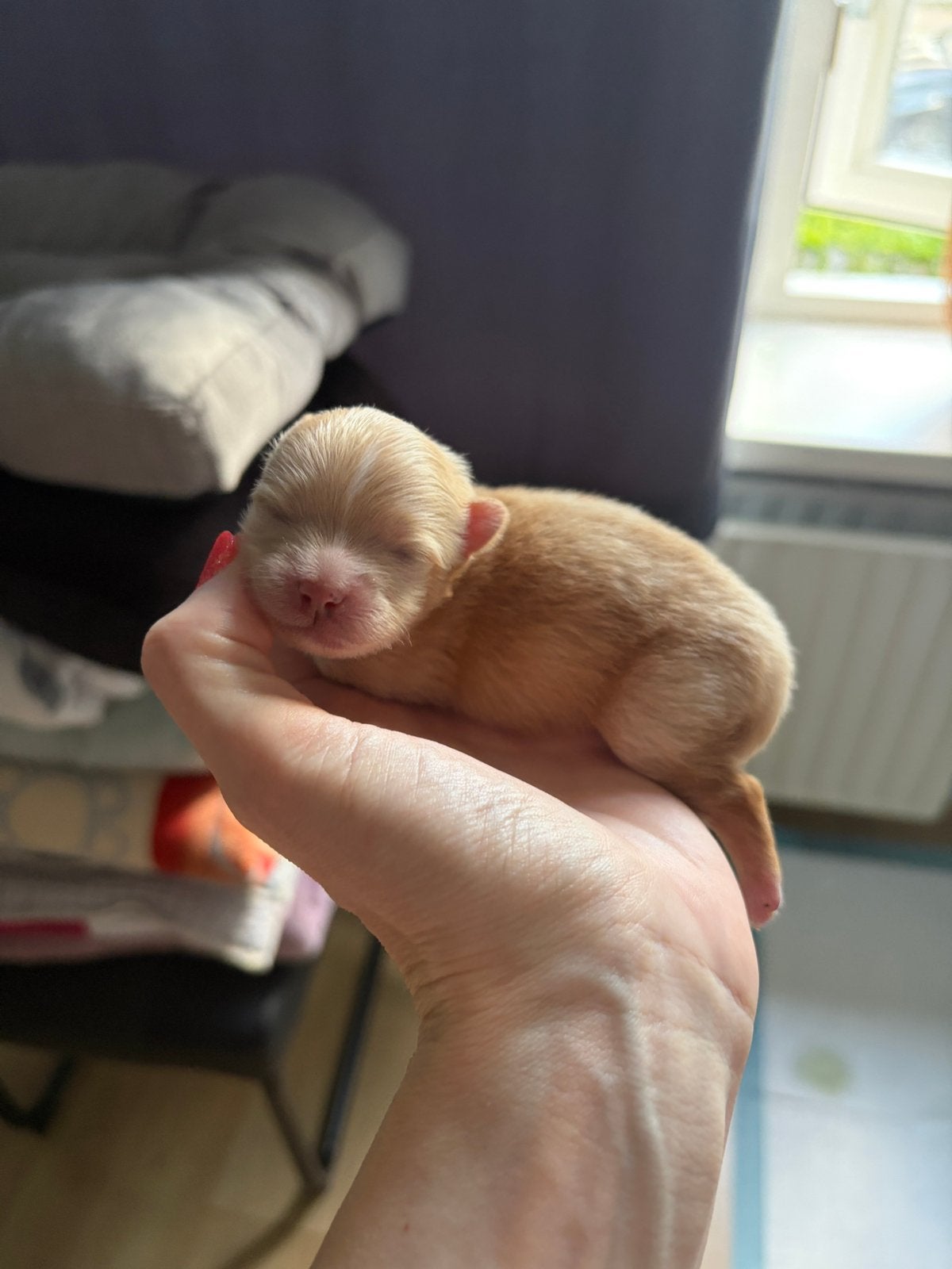 Chihuahua pup reu abrikoos. REUTJE. Langharig., Parvo, Reu, 8 tot 15 weken, Eén hond