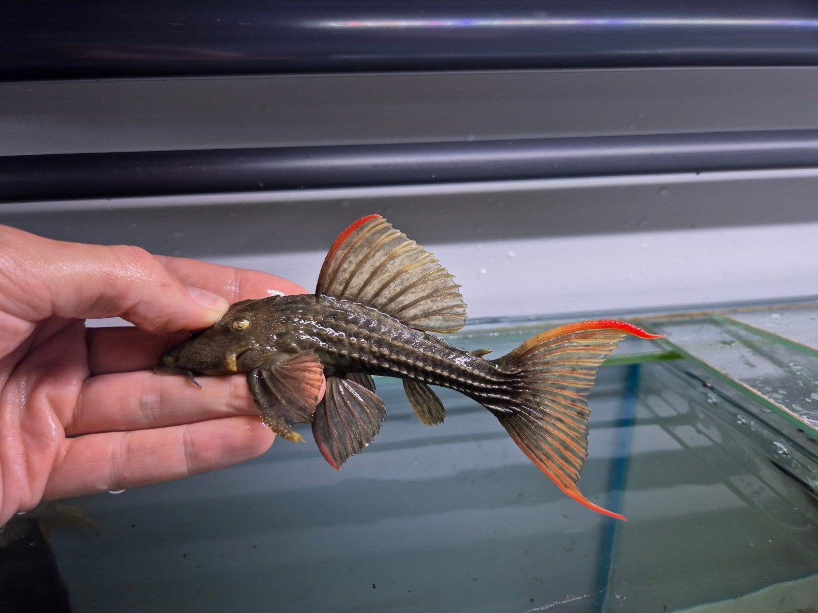 L024 Pseudacanthicus Pitanga, Vis, Zoetwatervis