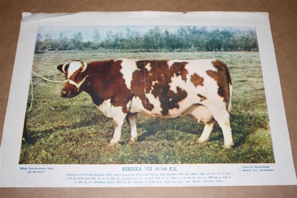 Oude prent - Kampioens koe Rebekka - 1940 !!, Ophalen of Verzenden, Voor 1940, Gebruikt, Overige onderwerpen