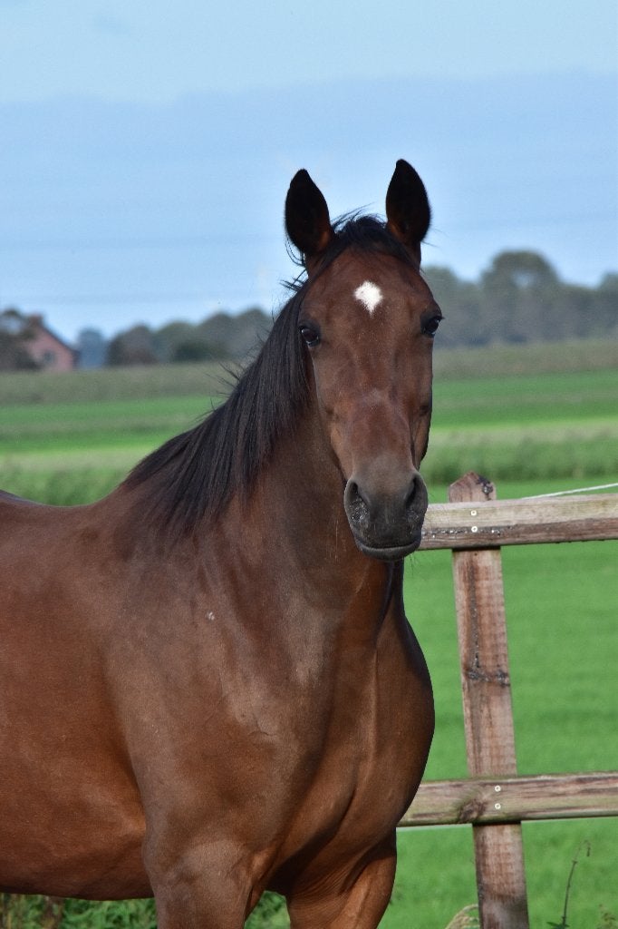 Twee mooie gezonde draver merries!, Merrie, Met stamboom, 7 tot 10 jaar, 160 tot 165 cm