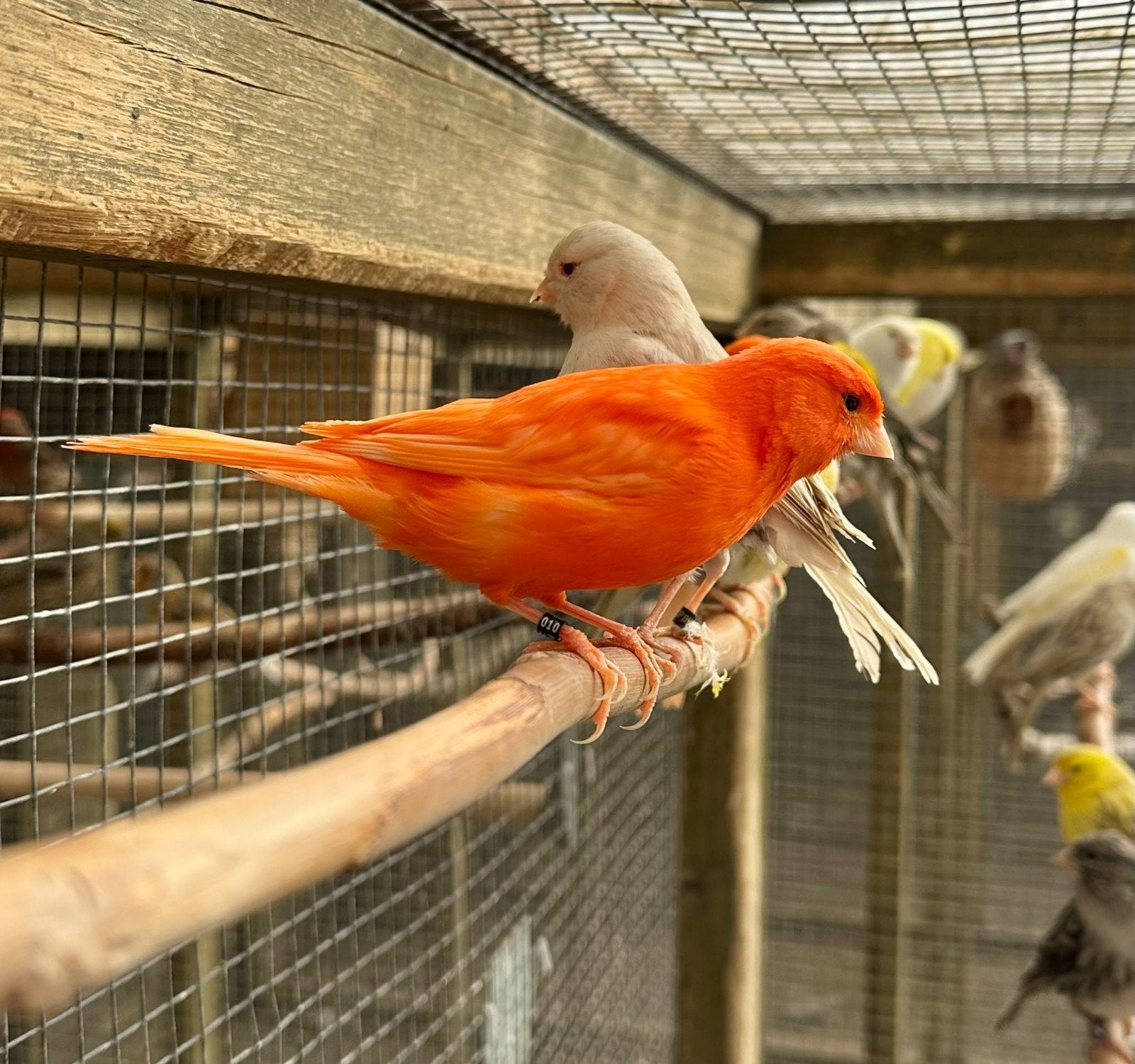 gezocht verschillende soorten vogels, Dieren en Toebehoren, Meerdere dieren, Kleurkanarie