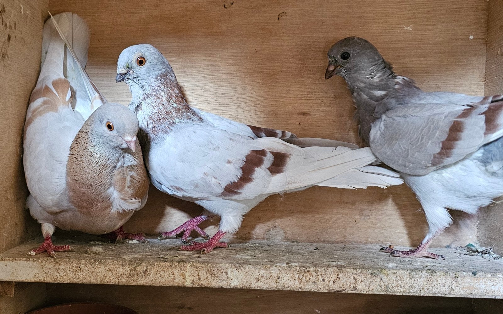 koppel figurita, Meerdere dieren, Overige soorten