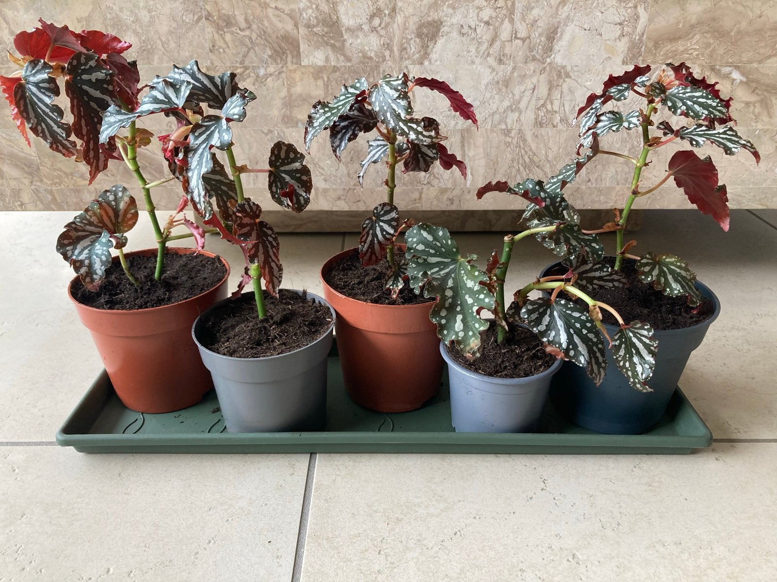 Set van 5 Begonia Rex planten - Diverse soorten, Tuin en Terras, Overige soorten, Vaste plant, Ophalen of Verzenden, Bloeit niet