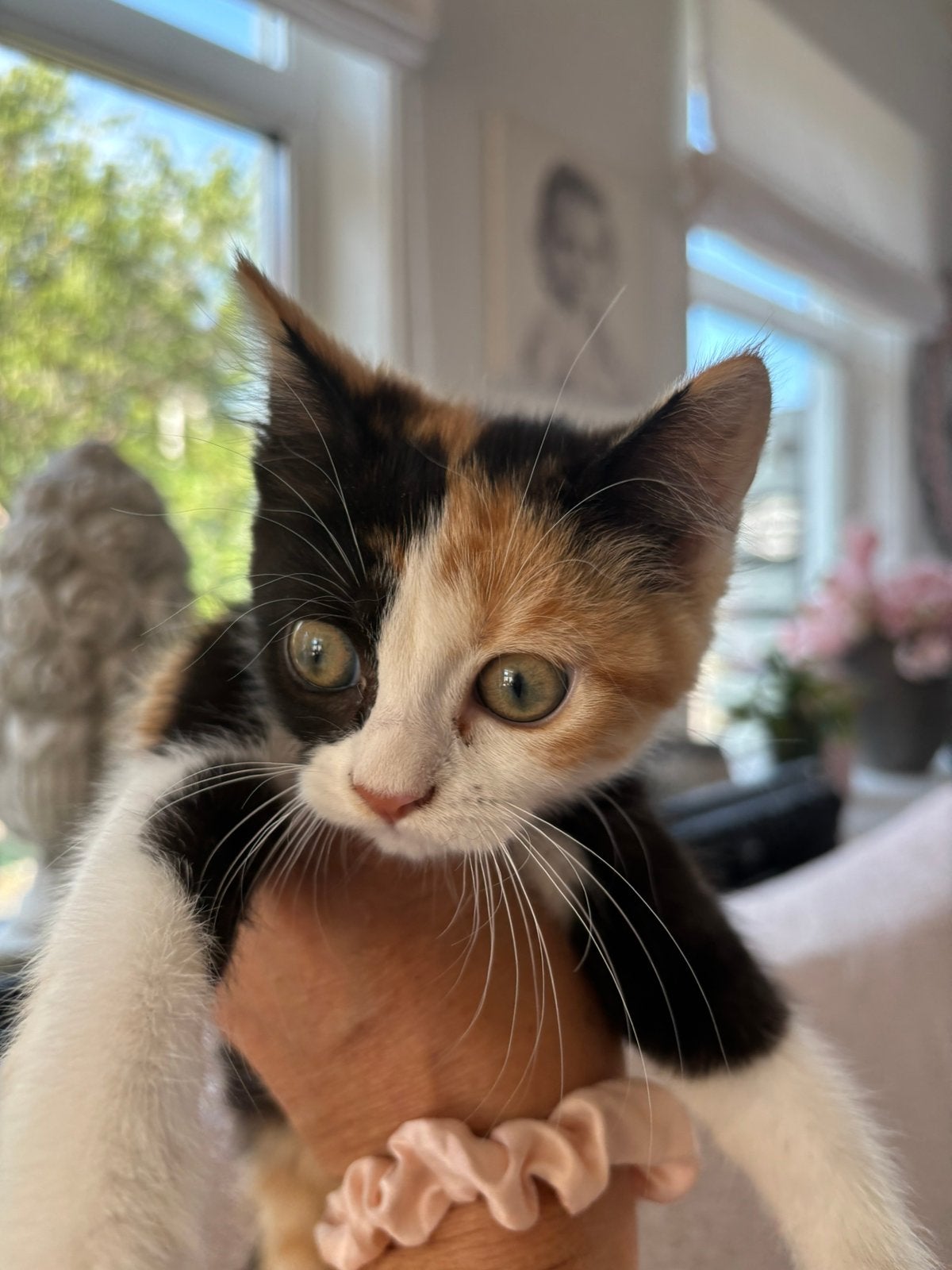 Prachtig lapjes poesje lief karakter, Meerdere dieren, Ontwormd, 0 tot 2 jaar