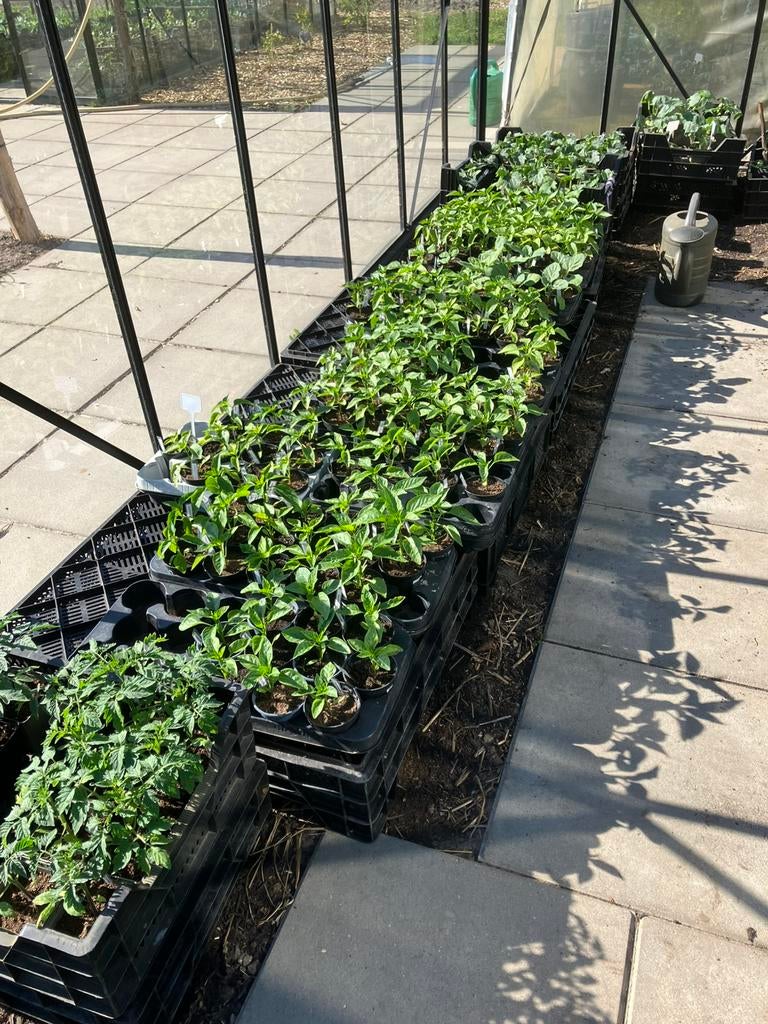 Tomaat, komkommer, paprika, courgette, Tuin en Terras, Planten | Tuinplanten, Ophalen, Eenjarig, Groenteplanten, Volle zon