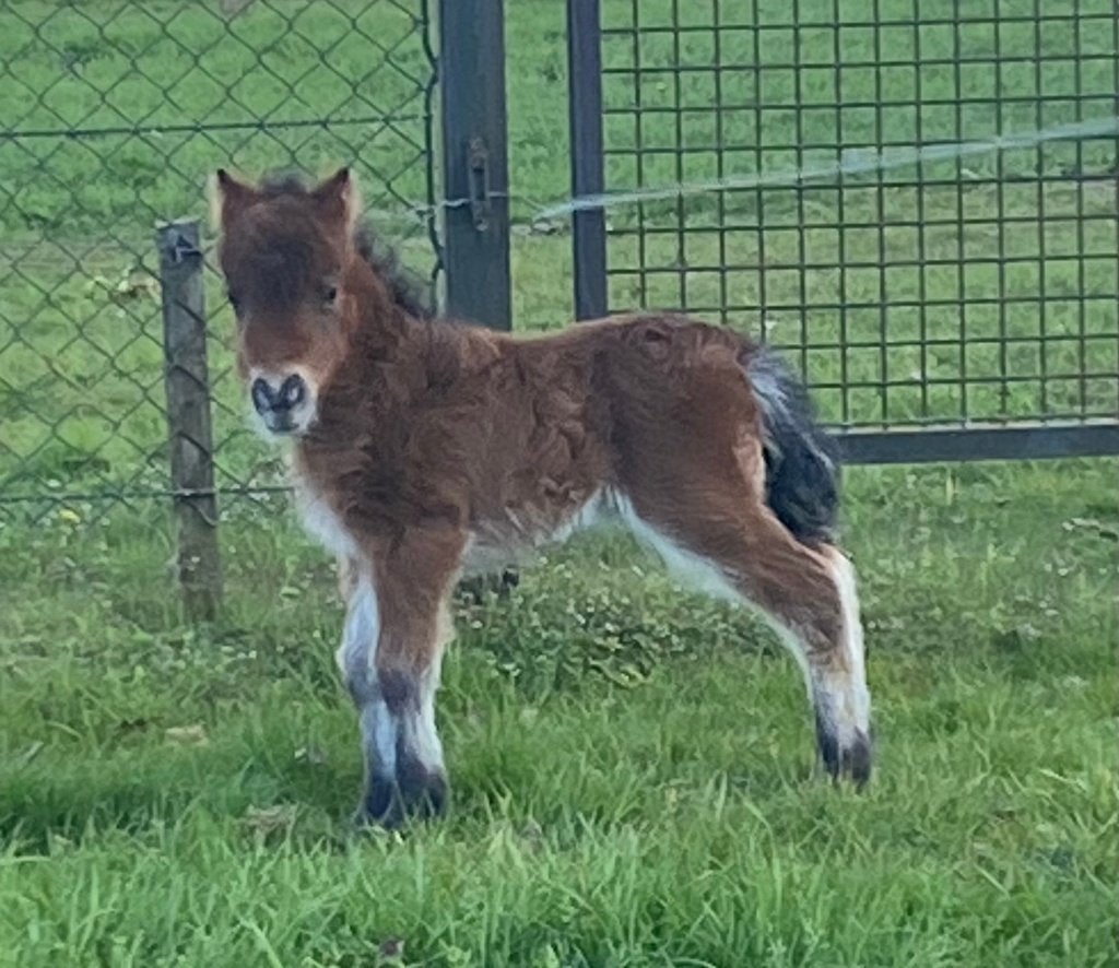 Mini Hengstveulens, Dieren en Toebehoren, Hengst, A pony (tot 1.17m), Met stamboom, 0 tot 2 jaar