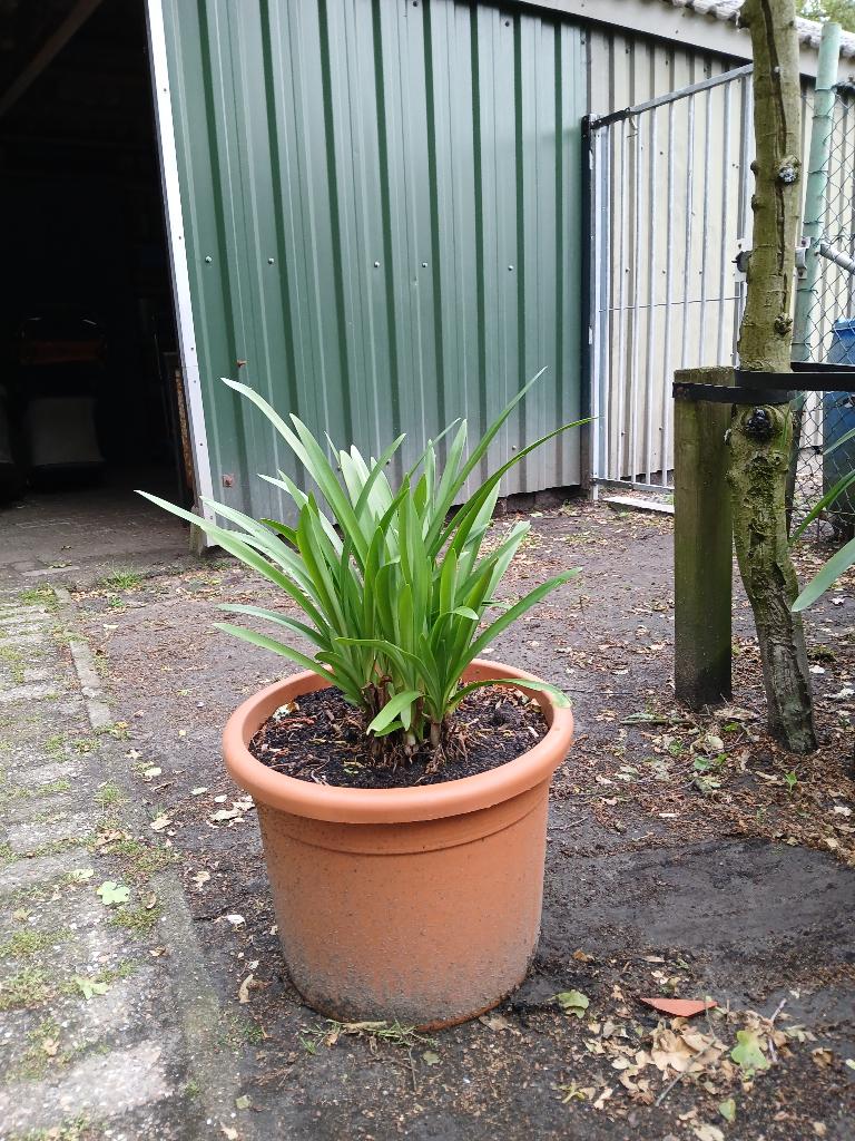 kuipplant of potplant, Volle zon, Vaste plant, Zomer, Ophalen