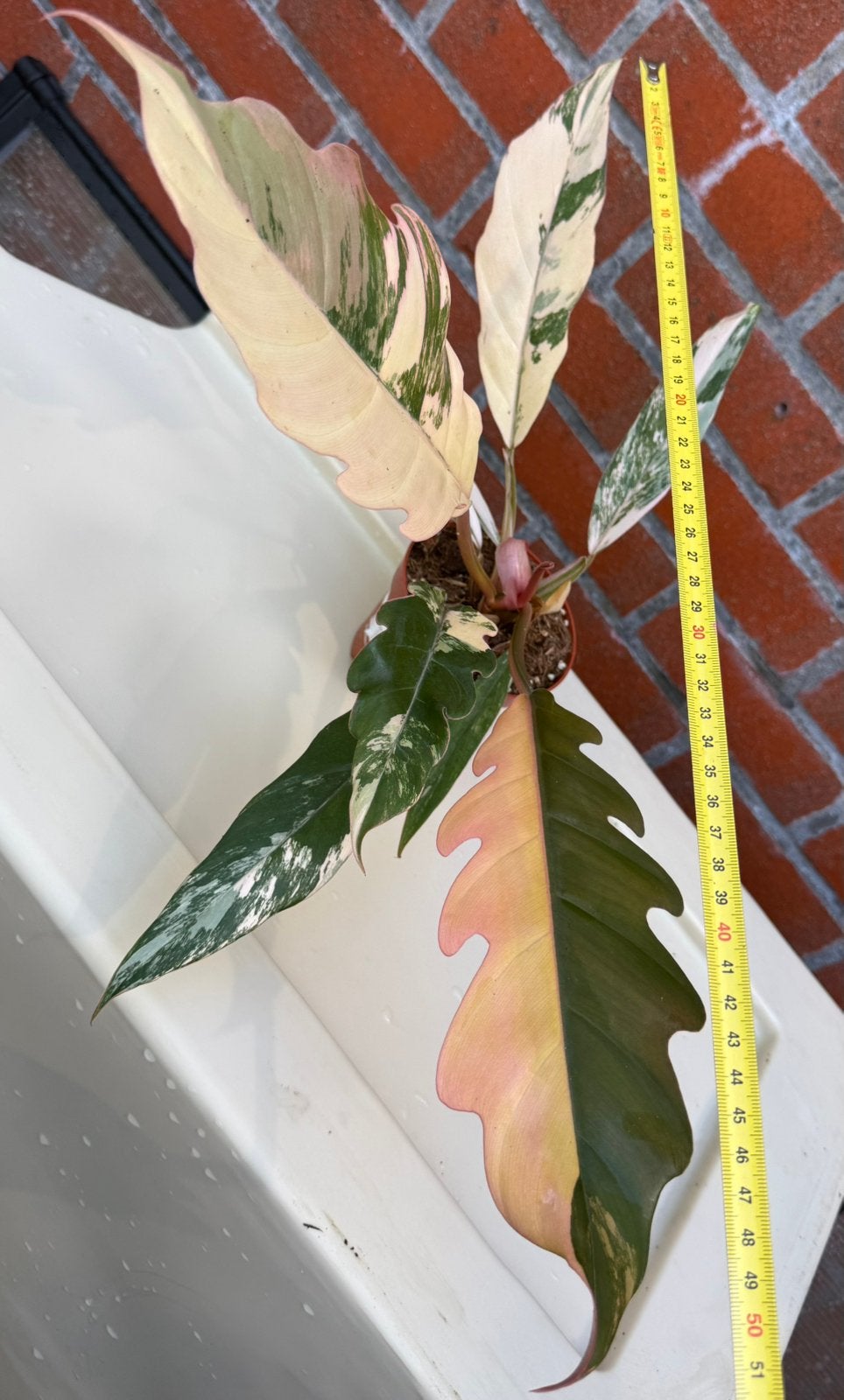 Philondendron Caramel Marble Variegata., Huis en Inrichting, Kamerplanten, Ophalen, Halfschaduw, Minder dan 100 cm