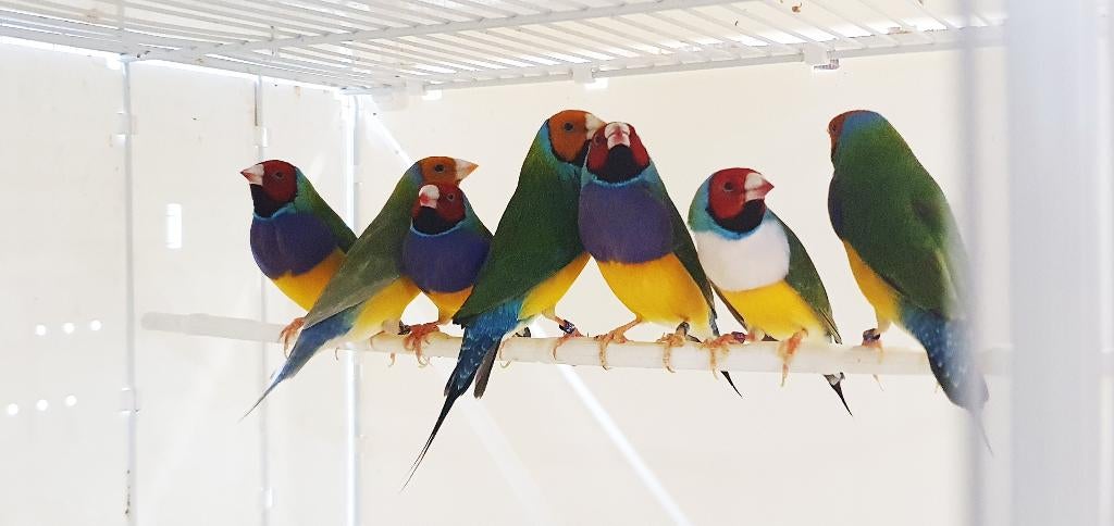 Gouldamadines - lees de beschrijving!, Dieren en Toebehoren, Meerdere dieren, Tropenvogel, Geringd