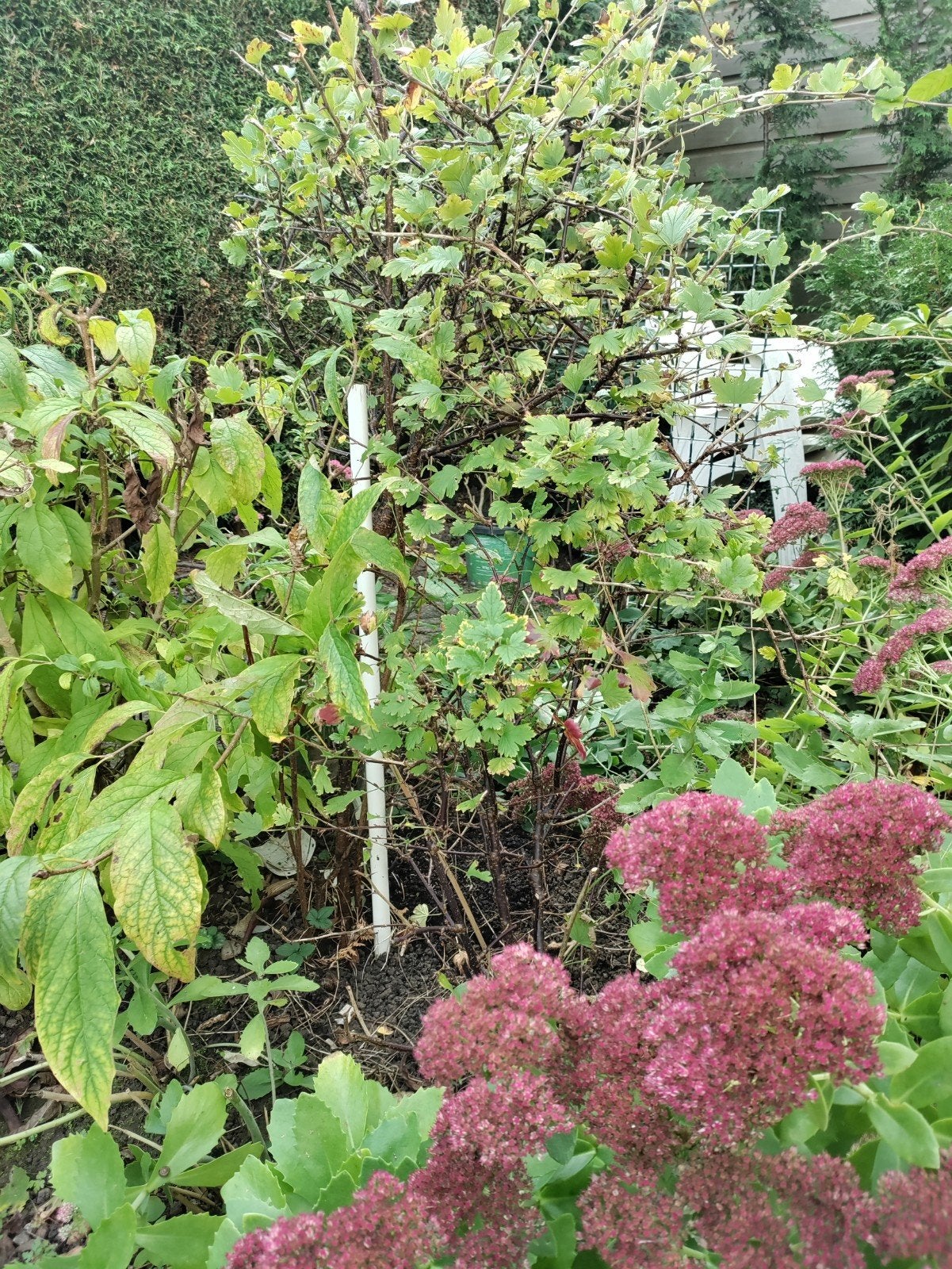 kruisbes, Ophalen, Overige soorten, Volle zon