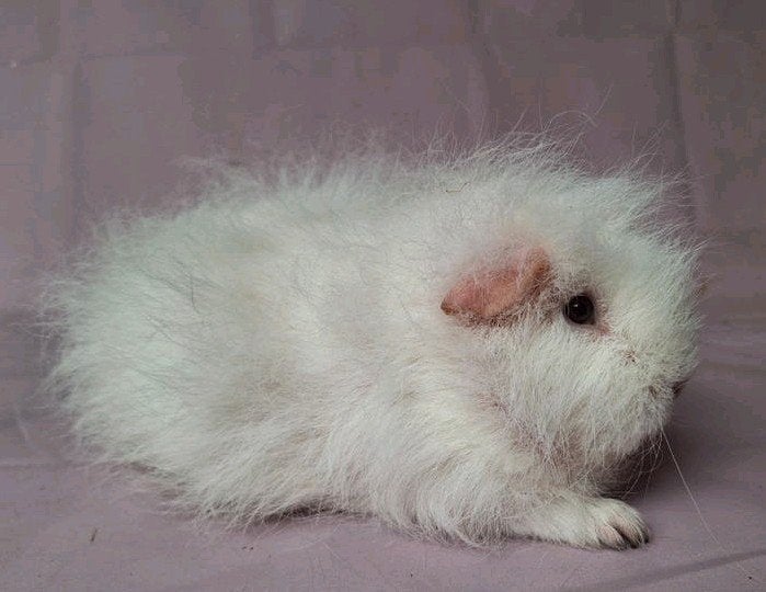 Ch teddy zeug - wit donker oog, Dieren en Toebehoren, Knaagdieren, Vrouwelijk, Cavia, Augustus, Tam