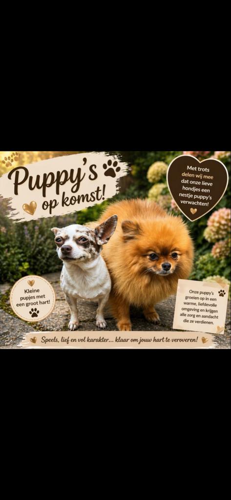 Pomchi pups geboren op 29 april, 8 tot 15 weken, Meerdere, Meerdere dieren, Chihuahua