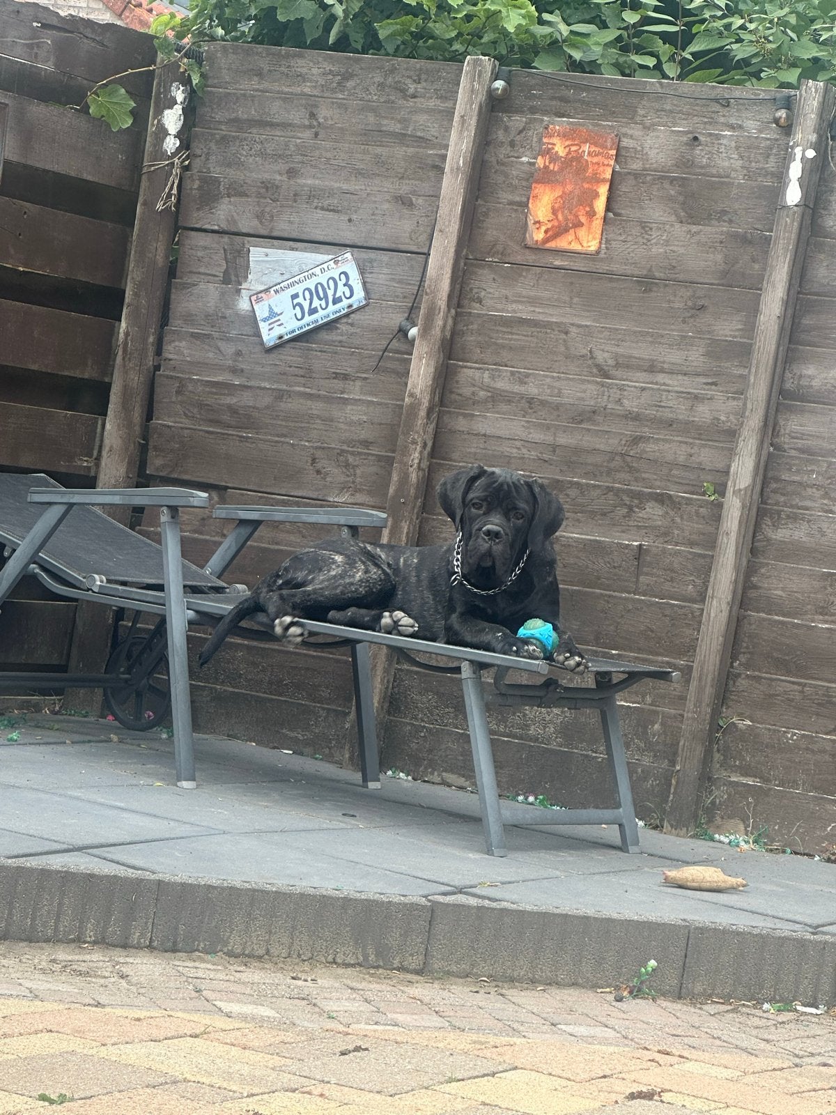 Cane corso pup 23 februari geboren, Dieren en Toebehoren, 15 weken tot 1 jaar, Reu, Groot, Eén hond
