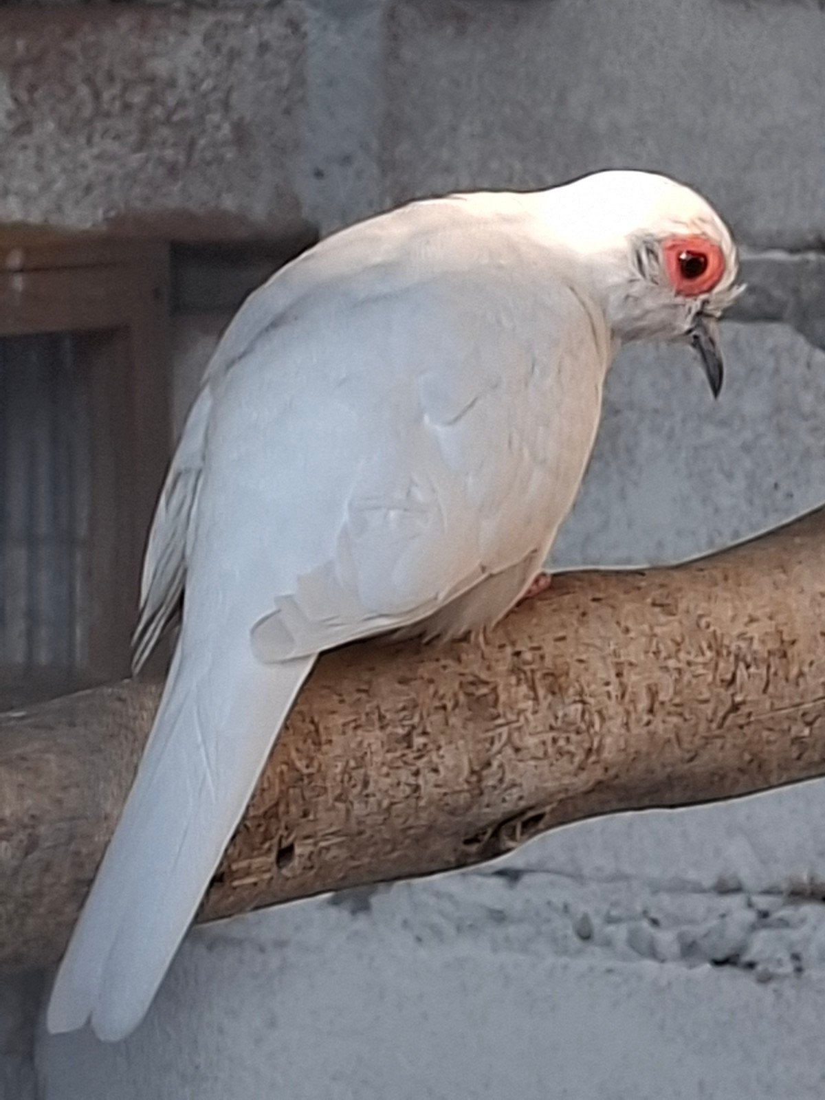 bonte diamantduifjes, Meerdere dieren, Overige soorten
