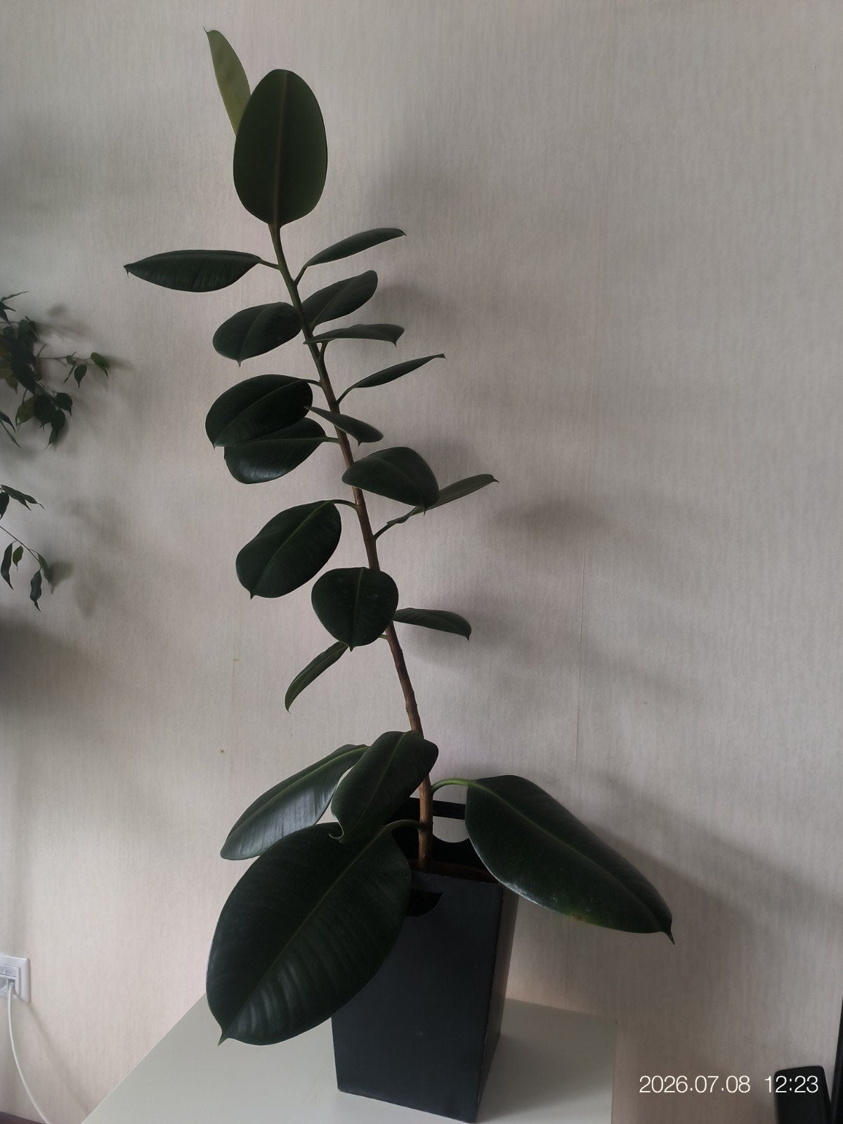 Grote Ficus Elastica (Rubberplant) - 130 cm met pot, Huis en Inrichting, Kamerplanten, Ophalen, Ficus, 100 tot 150 cm, Halfschaduw