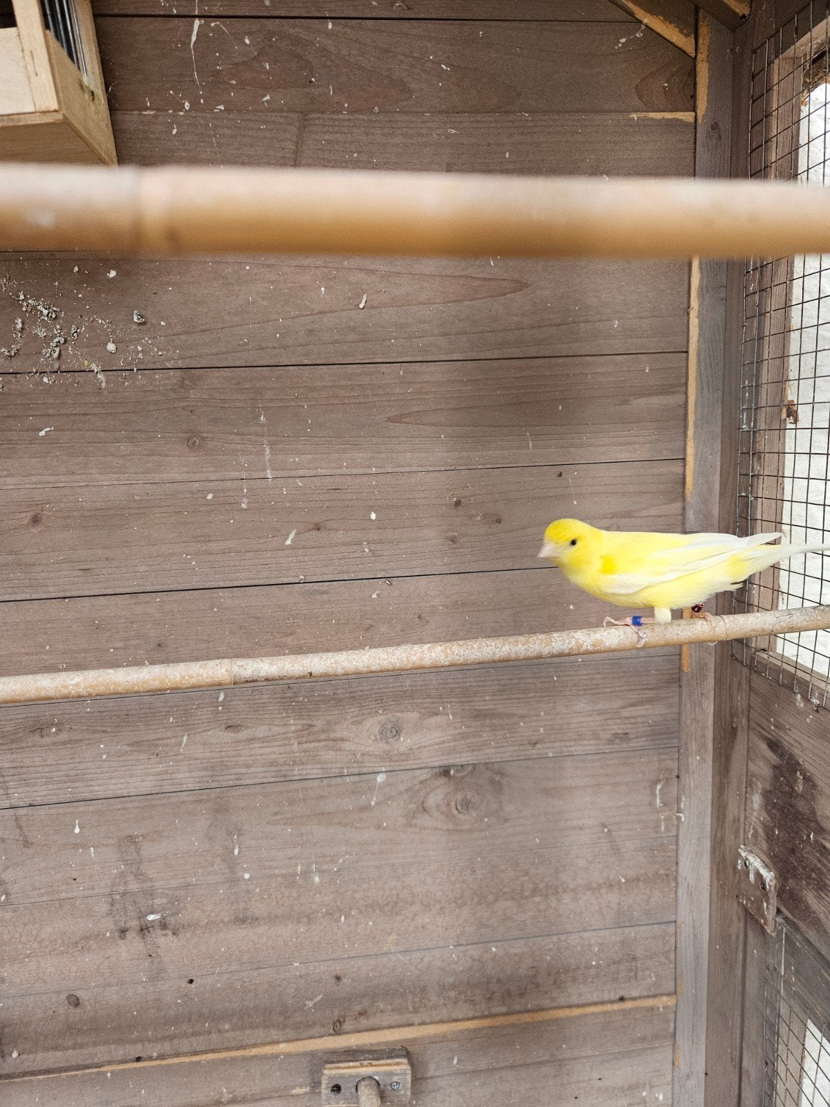 koppel waterslager kanarie, Meerdere dieren, Zangkanarie
