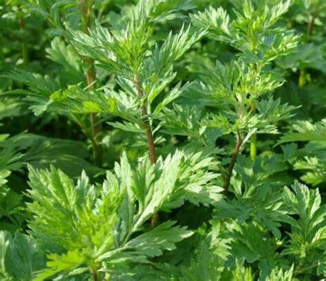 Bijvoet planten, Ophalen of Verzenden, Eenjarig, Overige soorten, Volle zon