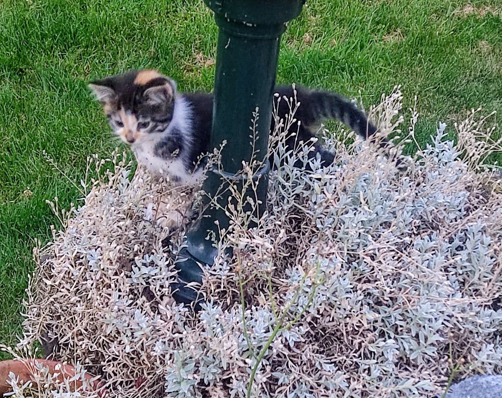 Kittens, Meerdere dieren, Ontwormd, 0 tot 2 jaar