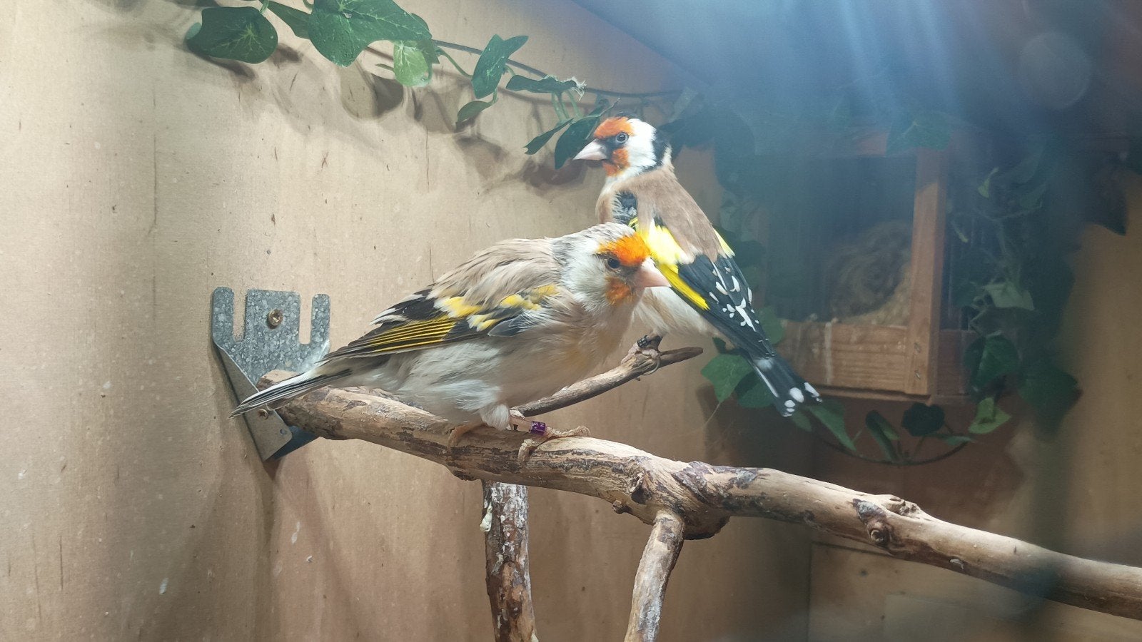 Majoor putter man x Bastaard pop, Dieren en Toebehoren, Mannelijk, Wildzangvogel, Geringd