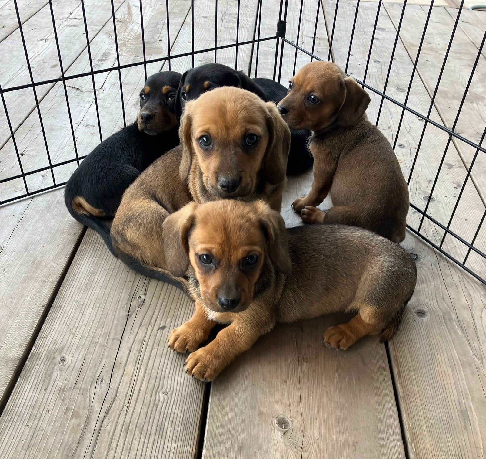 Teckel pups, Dieren en Toebehoren, Parvo, 8 tot 15 weken, Korthaar, Dwerg