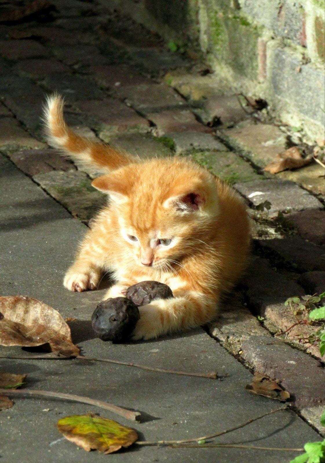 Kittens, Dieren en Toebehoren, Meerdere dieren, Ontwormd, 0 tot 2 jaar