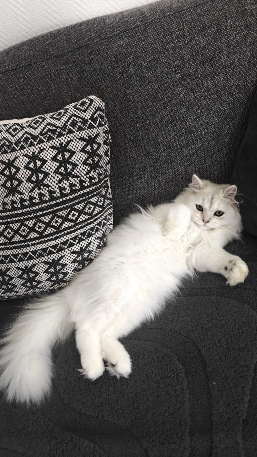 Britse langhaar kater, Kater, Ontwormd