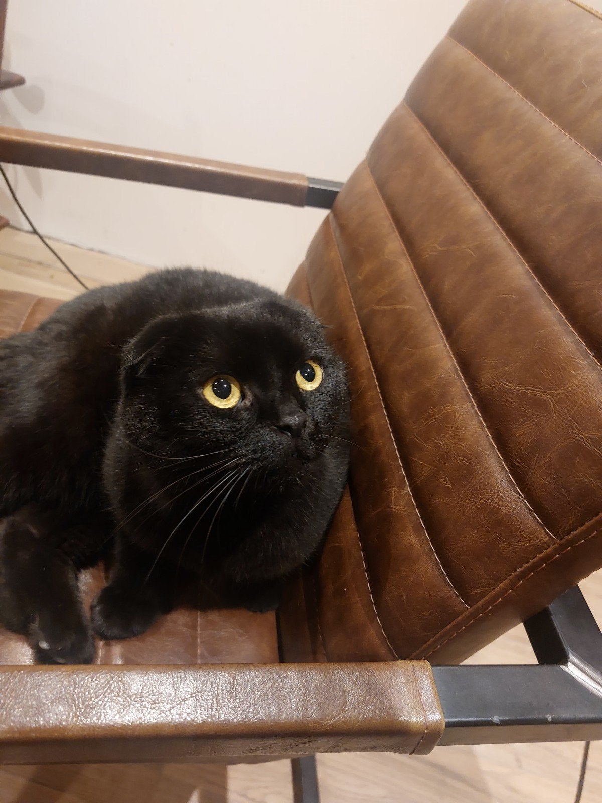 Britse korthaar poes, Dieren en Toebehoren, Kater, Ontwormd, 6 jaar of ouder