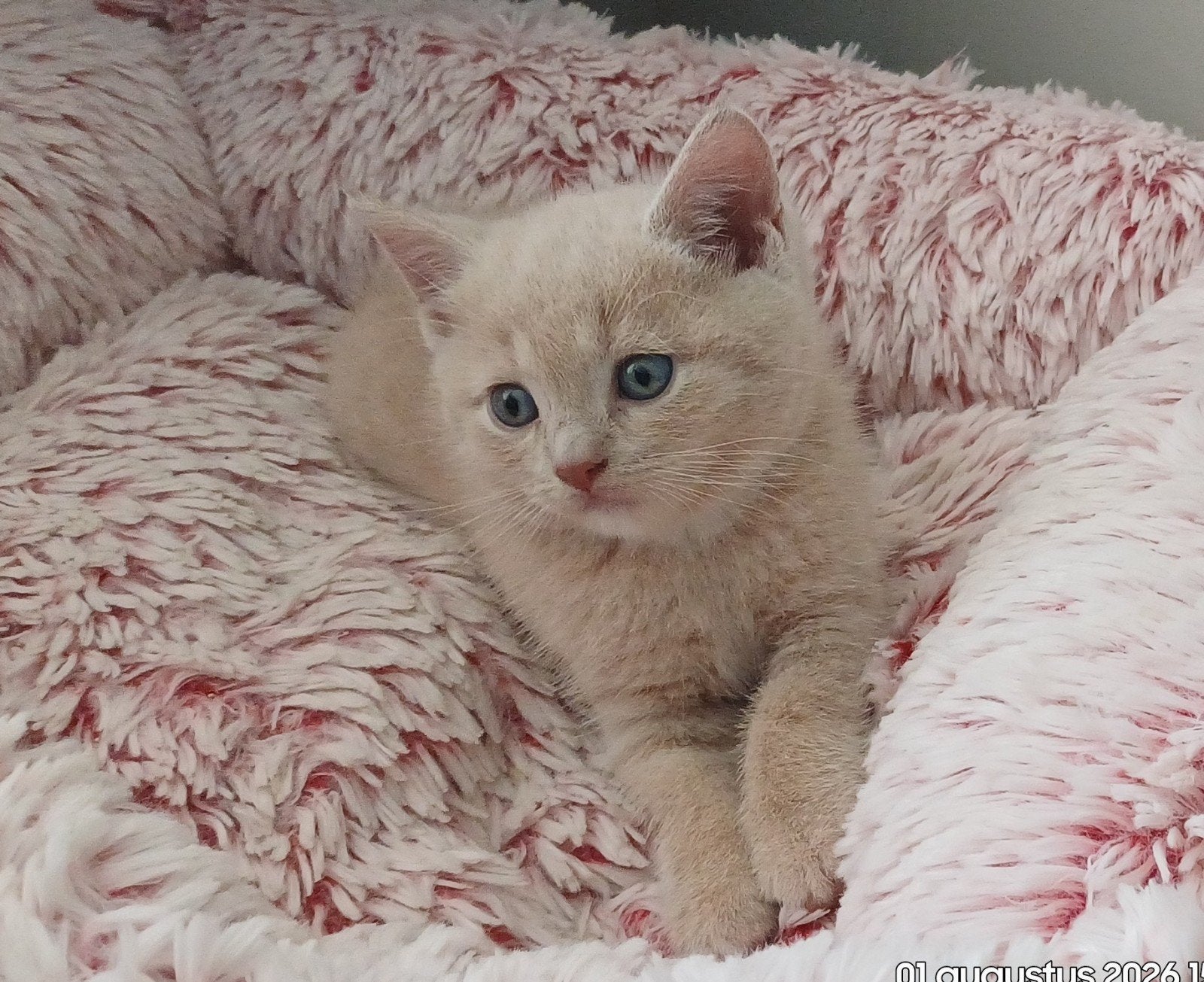 mooi half brits crème katertje, Kater, Kortharig, 0 tot 2 jaar