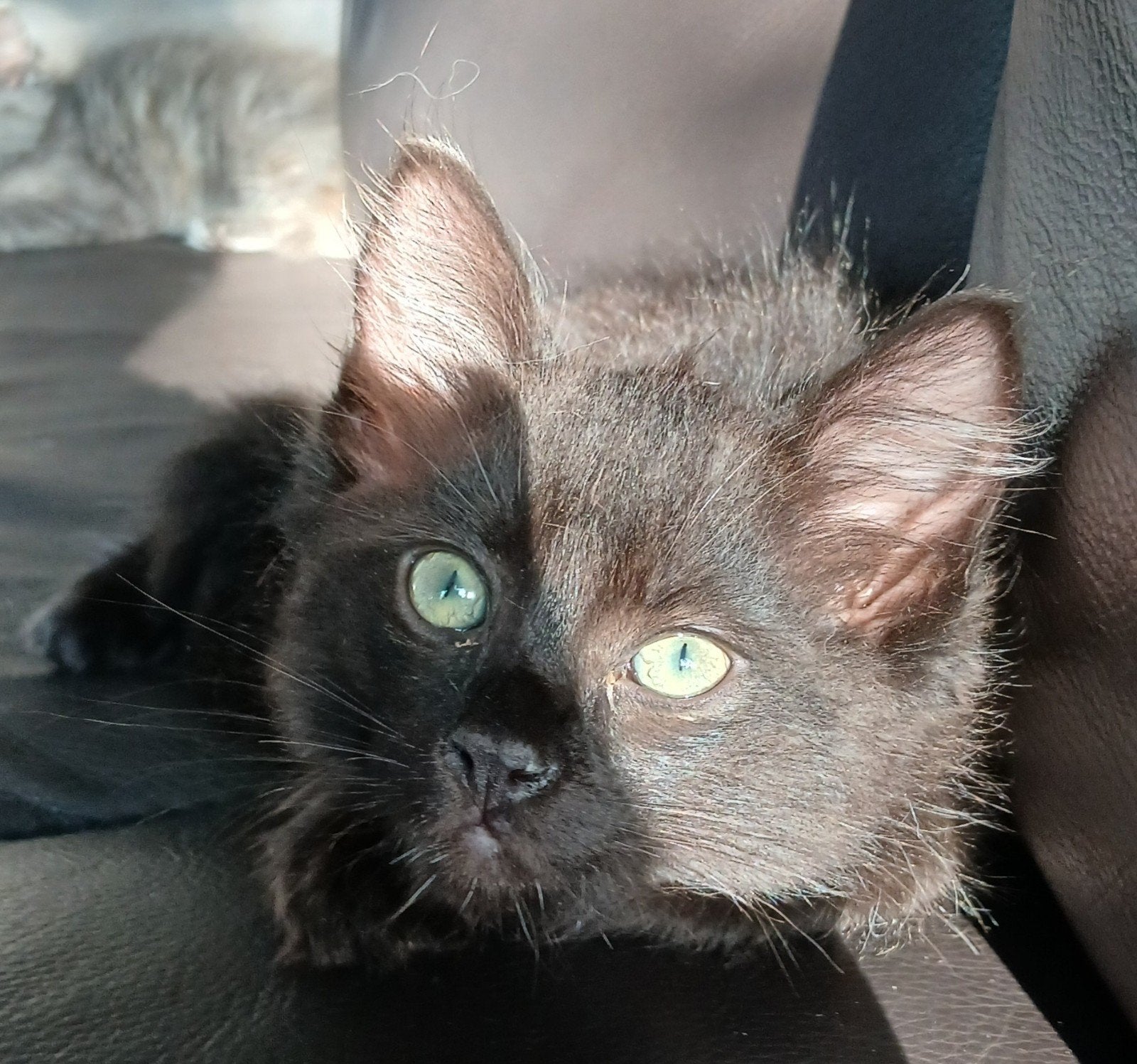 Laatste ragdoll katertje nu in prijs verlaagd, Kater, Langharig, 0 tot 2 jaar