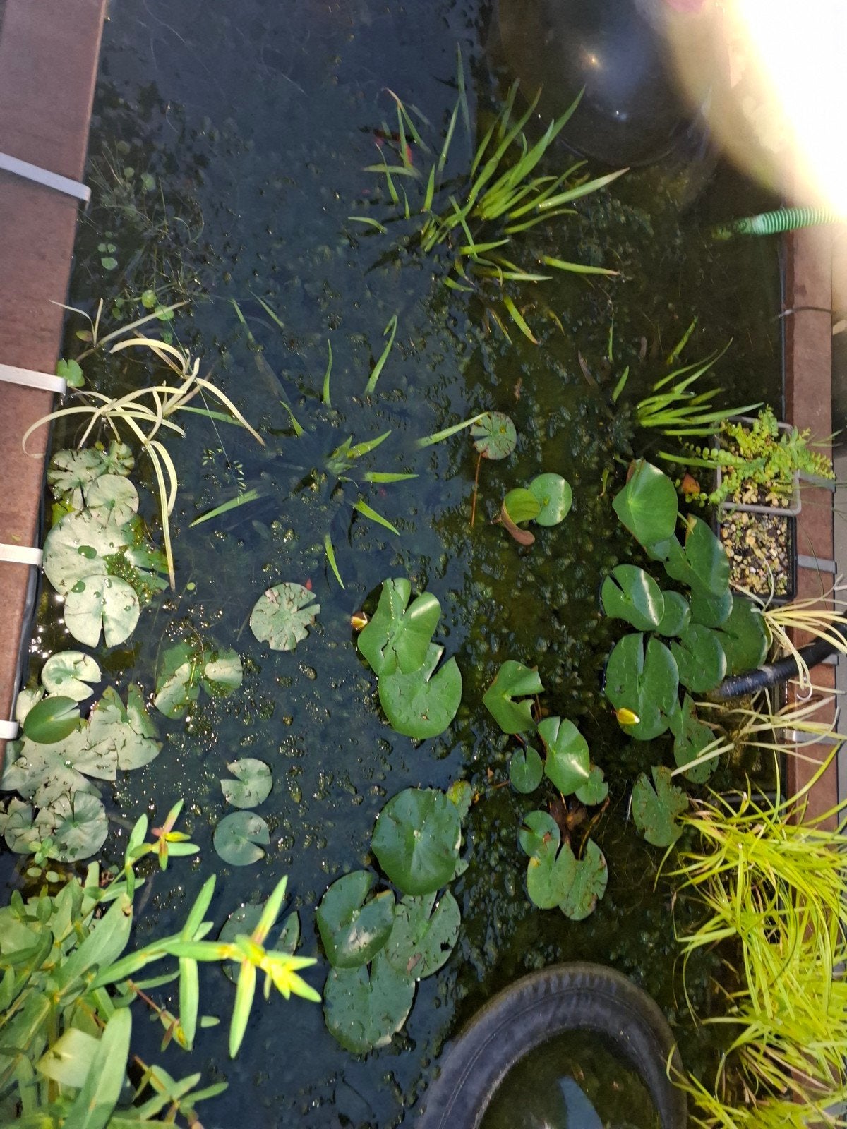 Zuurstof planten, hoornblad, Ophalen of Verzenden, Nieuw, Overige typen