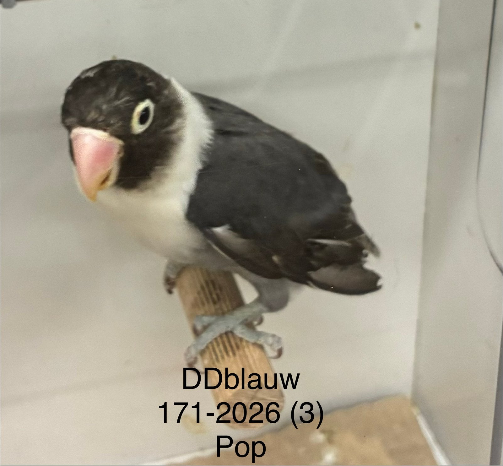 Agapornis personata poppen in diverse kleuren, Vrouwelijk, Dwergpapegaai of Agapornis, Geringd