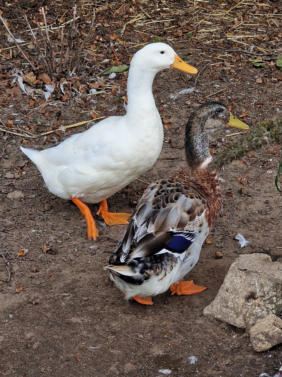 2 mannetjes eenden, Dieren en Toebehoren, Mannelijk, Eend