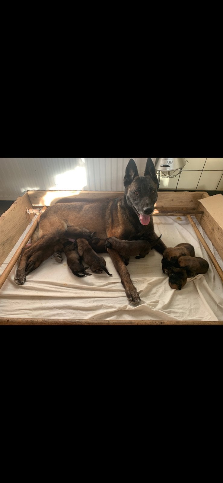 Te koop Mechelse Herder Pups KNPV uit bewezen  bloedlijn., Dieren en Toebehoren, Meerdere, Meerdere dieren, Herder, Nederland