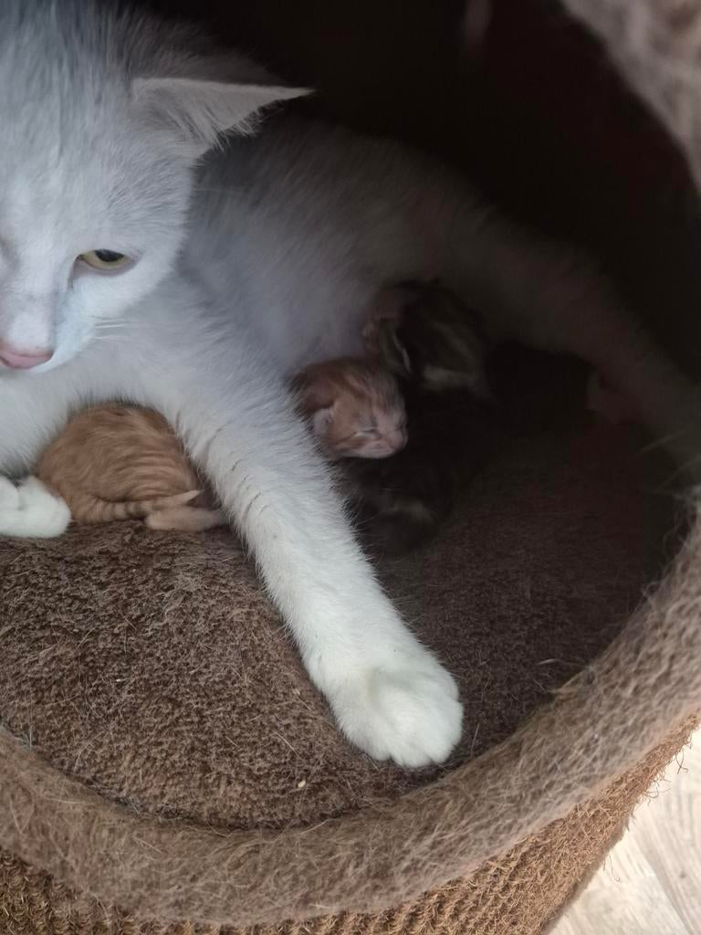 Kittens