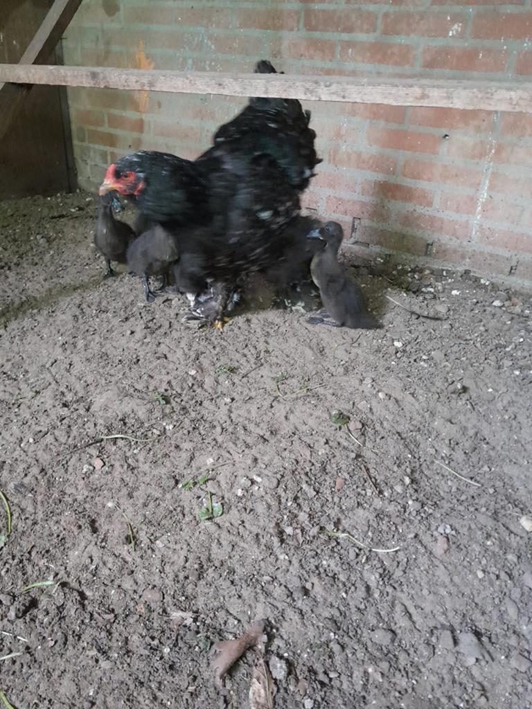 Cayuga eenden, Dieren en Toebehoren, Pluimvee, Meerdere dieren, Eend